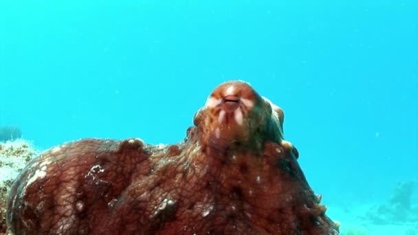 Восьминіг на блакитному тлі підводних Червоного моря. — стокове відео