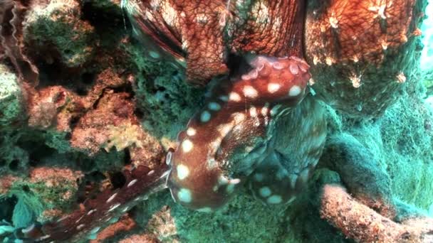 Octopus op een blauwe achtergrond onderwater rode zee. — Stockvideo