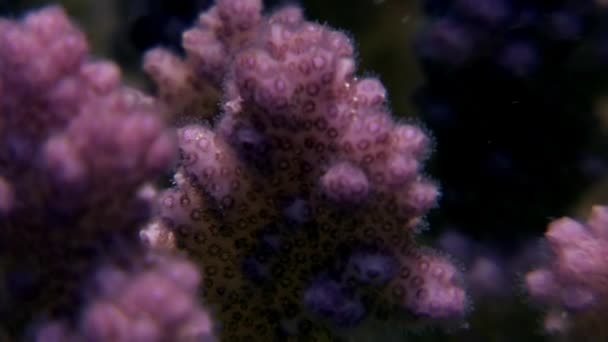 Unterwasser-Relax-Video über violette Korallen in reinem Transparent des roten Meeres. — Stockvideo