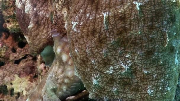 Roter Oktopus in Nahaufnahme unter Wasser. — Stockvideo