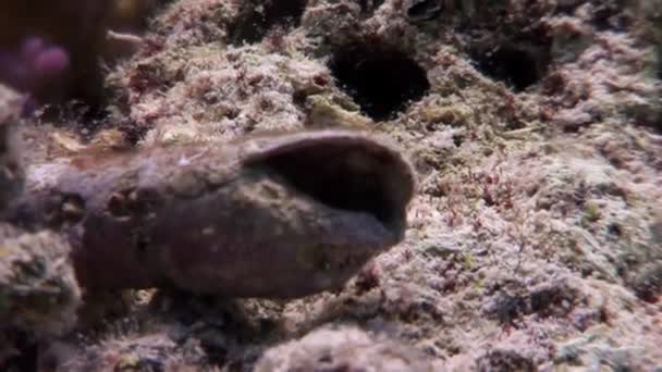 Ermite cancéreuse sous-marine de Shaab Sharm . — Video