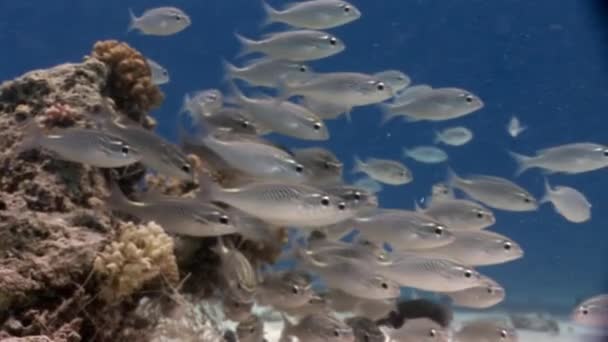 Skolan av silver fisk undervattens Röda havet. — Stockvideo