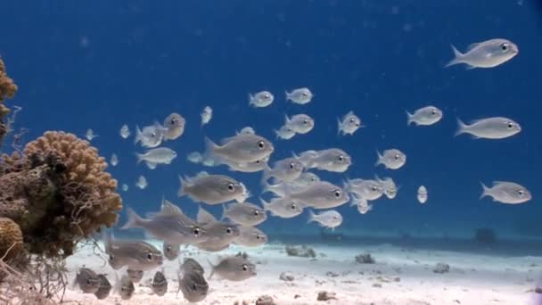 Escola de peixes de prata subaquático Mar Vermelho . — Vídeo de Stock