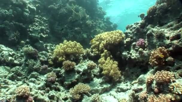 Vidéo de détente sous-marine sur le récif corallien en pure transparence de la mer Rouge . — Video