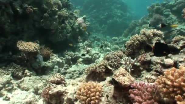 Коралловые подводные воды Красного моря . — стоковое видео