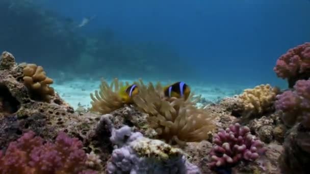 Vidéo de détente sous-marine sur le récif corallien en pure transparence de la mer Rouge . — Video