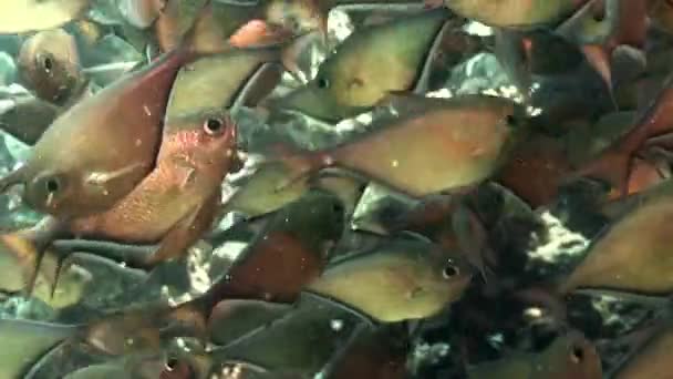 Fényes halak a víz alatti barlang Sweeper Pempheris Vanicolensis Vörös-tenger iskola. — Stock videók