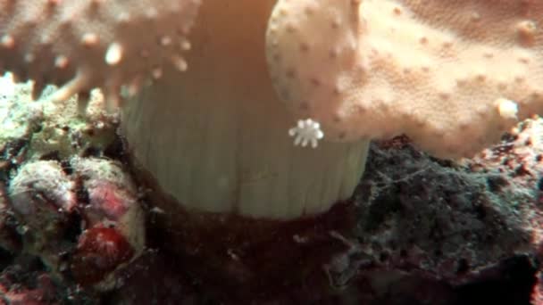 Undervattens Marina natur på bakgrund av vackra lagunen av Röda havet. — Stockvideo