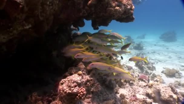 Natureza marinha subaquática no fundo da bela lagoa de Mar Vermelho . — Vídeo de Stock