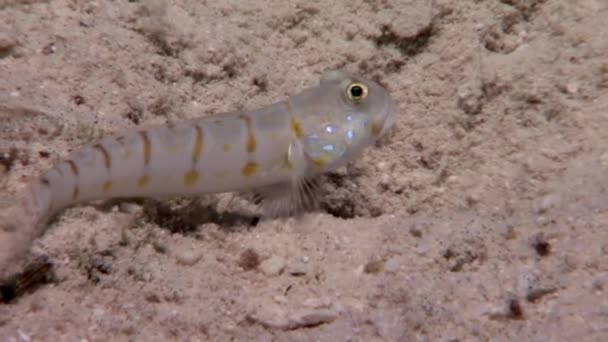 Underwater koppla video om Marina natur i ren transparent Röda havet. — Stockvideo