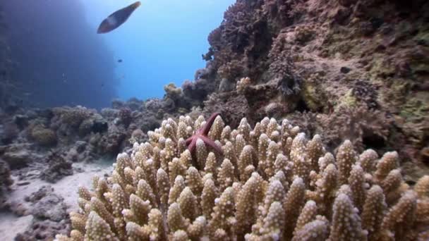 Gomophia egyptiaca berduri bintang laut merah di bawah air Mesir . — Stok Video