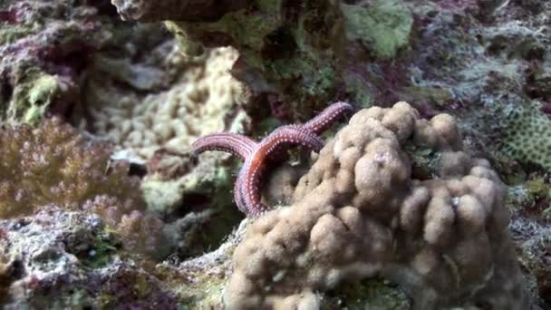 Étoiles de mer rouges Gomophia egyptiaca sous-marin de l'Egypte . — Video