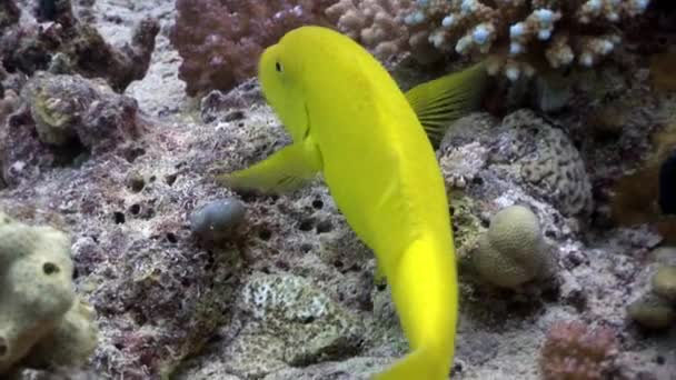 Bright lemon yellow fish in corals underwater Red sea. — Stock Video