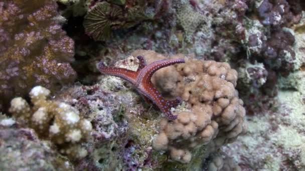 Rode zeesterren Gomophia egyptiaca onderwater van Egypte. — Stockvideo