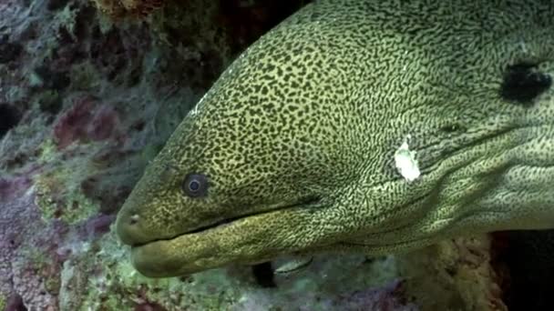 Gymnothorax gigante Enguias moray de Javanicus na água transparente pura do mar vermelho . — Vídeo de Stock