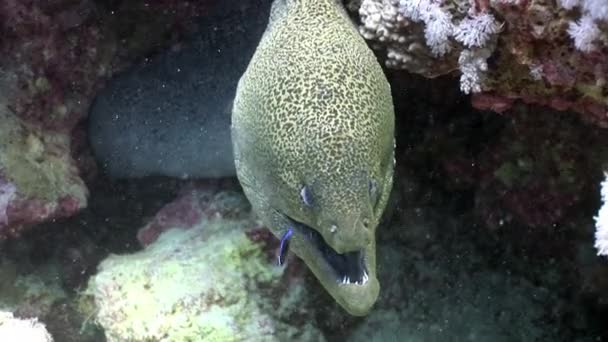 Morena gigante en el Mar Rojo de Egipto . — Vídeo de stock