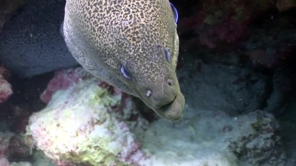 Giant Gymnothorax Javanicus moray eels in pure transparent water of Red sea. — Stock Video