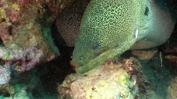 Giant Moray in Red sea of Egypt. — Stock Video