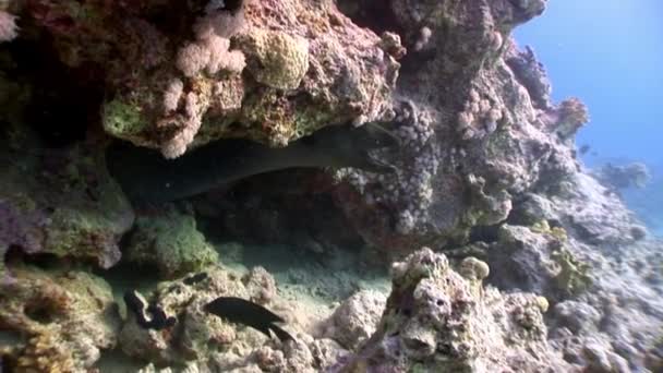 Reuze Gymnothorax Javanicus murenen zuiver transparant water van de rode zee. — Stockvideo