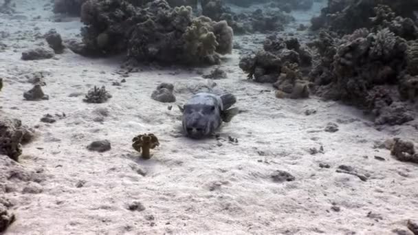 Poisson-globe géant denteux Arothron stellatus sous-marin de Shaab Sharm . — Video