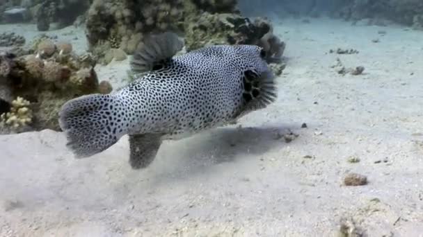 Toothy gigante puffer peixe Arothron stellatus subaquático de Shaab Sharm . — Vídeo de Stock