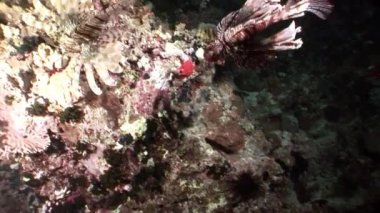 Zehirli balık ortak lionfish Pterois volitans Kızıl Deniz altındaki çizgili.