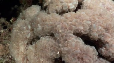 Arka planda güzel lagoon Kızıl Deniz ve sualtı deniz doğa.