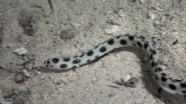 Su altında dinlenmek deniz doğada saf Kızıldeniz saydam hakkında video.