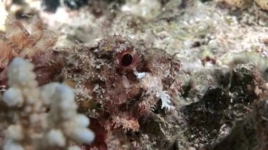 Scorpionfish scorpaenopsis barbata çok zehirli su altında sakallı.