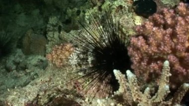 Deniz kestanesi Echinothrix diadema su altında siyah.