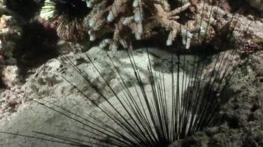 Deniz kestanesi Echinothrix diadema su altında siyah.