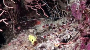 Şeffaf cam temizleyici sualtı Kızıldeniz karides.