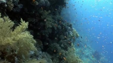 Farklı mercan sualtı kırmızı deniz arka plan üzerinde parlak balık sürüsü.