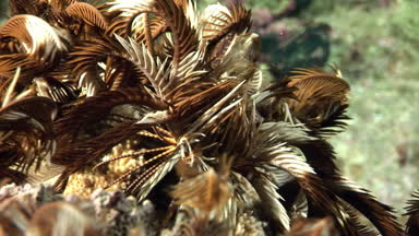 Su altında dinlenmek deniz lily hakkında video.