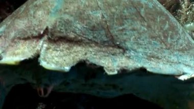 Dev sürüngen Hawksbill deniz kaplumbağası Eretmochelys Imbricata sualtı mercan.