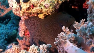 Kırmızı deniz Mısır'daki dev Moray.