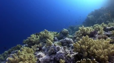 Sualtı video hakkında coral reef saf Kızıldeniz şeffaf sakin ol.
