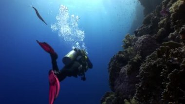 Dalgıçlık Okulu mercan balık yakınındaki sakin ol sualtı Kızıldeniz.