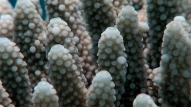 Kırmızı deniz mercan sualtı.