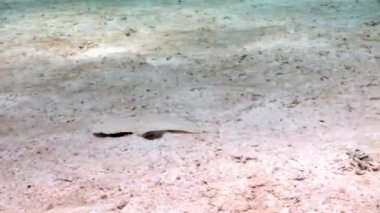 Su altında dinlenmek deniz doğada saf Kızıldeniz saydam hakkında video.