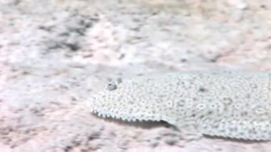 Su altında dinlenmek deniz doğada saf Kızıldeniz saydam hakkında video.