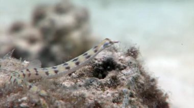 Uzun pipefish needlefish Mısır kırmızı deniz.