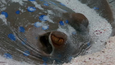 Yakın çekim Bluespotted stingray Taeniura Lumma sualtı Kızıldeniz.