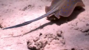 Bluespotted stingray Taeniura Lumma saklandığı kum sualtı Red Sea'deki/daki.