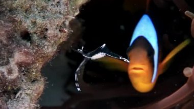 Palyaço balık sualtı Kızıldeniz.