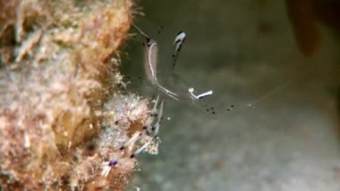 Şeffaf cam temizleyici sualtı Kızıldeniz karides.