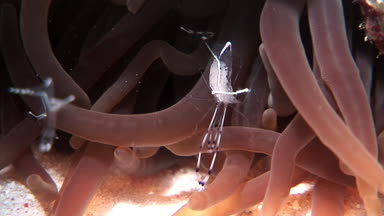 Şeffaf cam temizleyici sualtı Kızıldeniz karides.