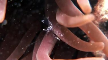 Şeffaf cam temizleyici sualtı Kızıldeniz karides.