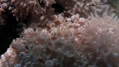 Arka planda güzel lagoon Kızıl Deniz ve sualtı deniz doğa.