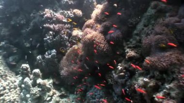 Temiz mavi renkli sualtı kırmızı deniz üzerinde parlak turuncu balık sürüsü.